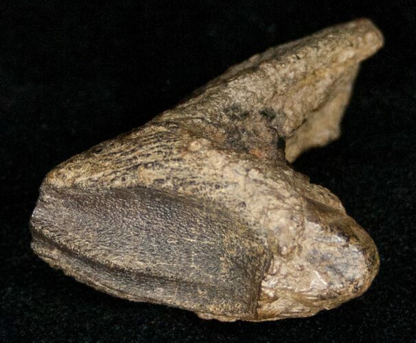 Large Rooted Triceratops Tooth - #12373